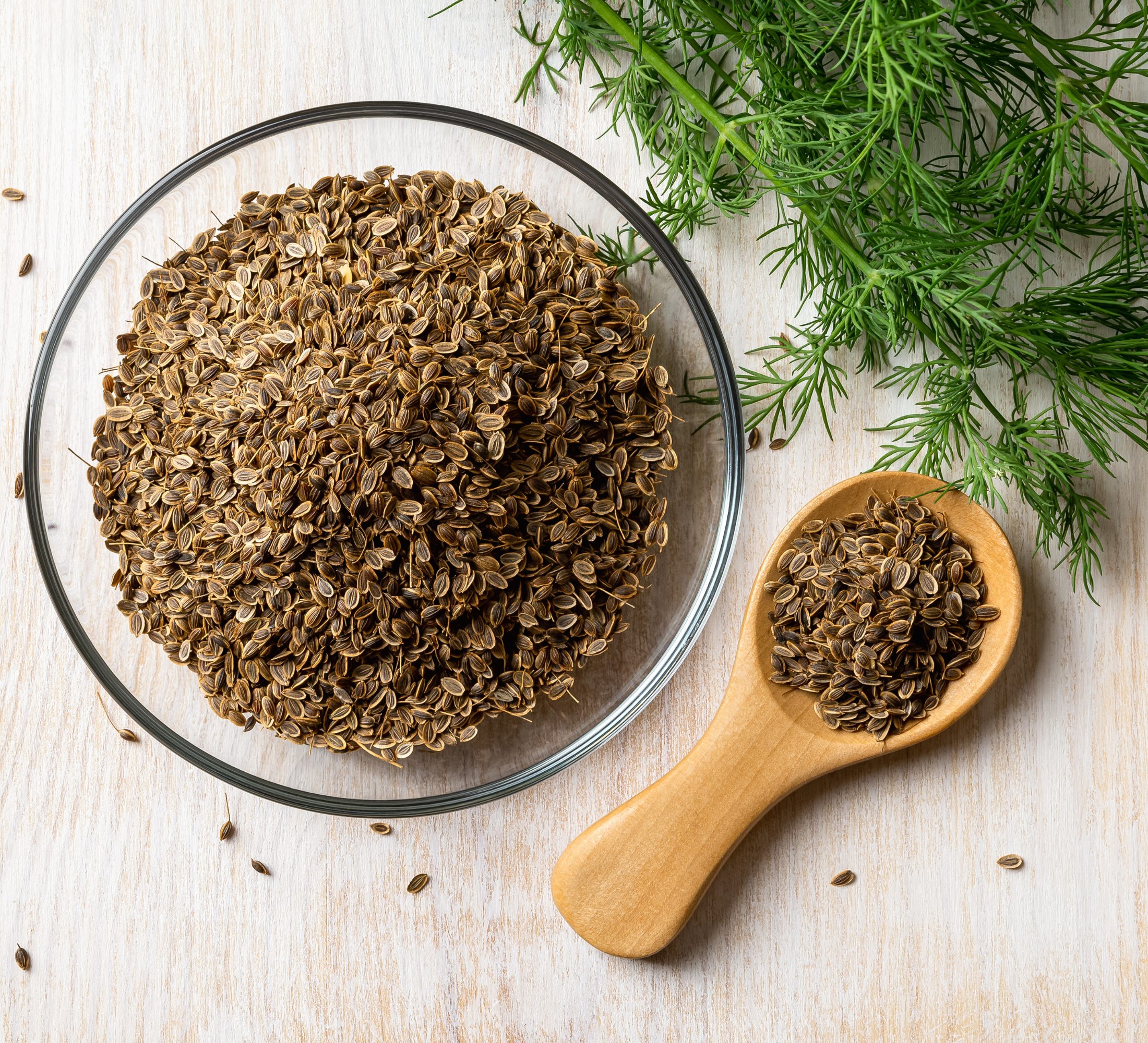 Dill Seeds: Versatile Uses in Daily Life, Sustainability, and Scientific Innovation